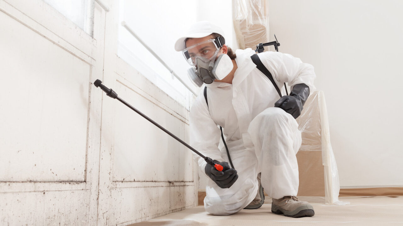 5 of the best mold removal services in Regensburg – tackle moisture and mold early