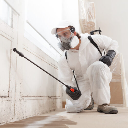 5 of the best mold removal services in Regensburg – tackle moisture and mold early