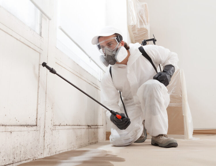5 of the best mold removal services in Regensburg – tackle moisture and mold early